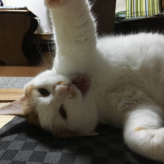 実例写真