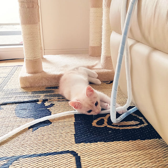 Ai_Mさんの実例写真