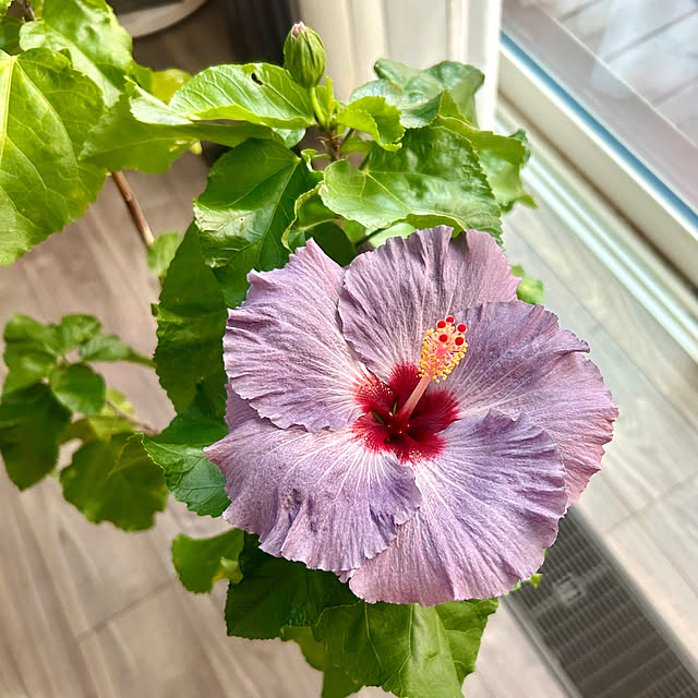 chiroさんの部屋