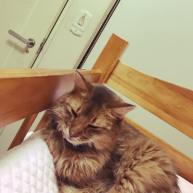 yukarinさんの実例写真