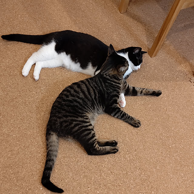 hihaさんの実例写真