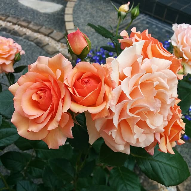 kaoringoさんの実例写真