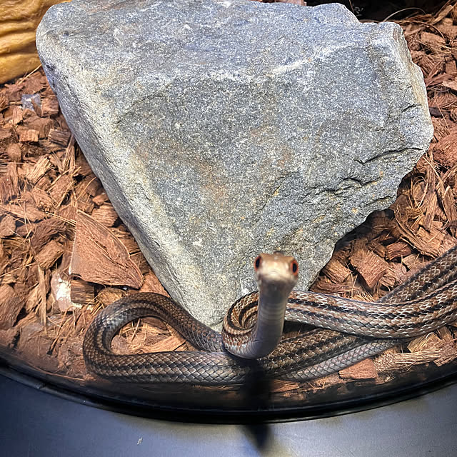 koshiregutyoさんの部屋