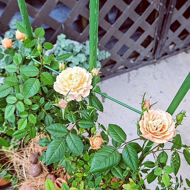 mocomocoさんの部屋