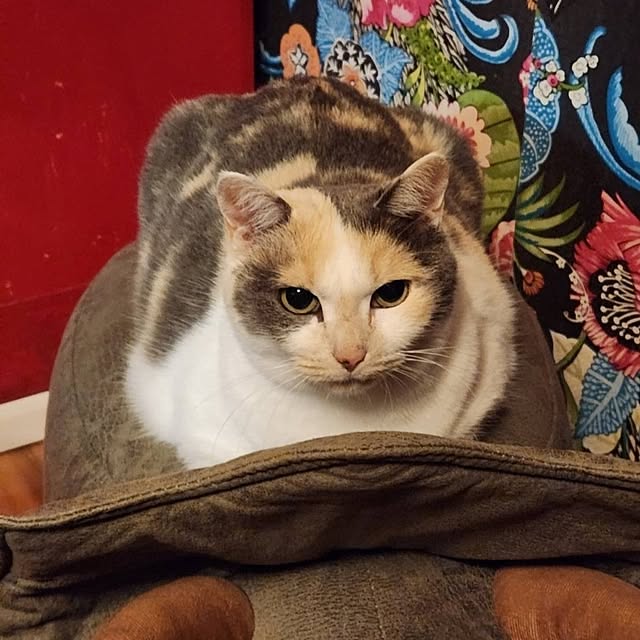 kumutanさんの実例写真