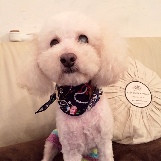 Mikaさんの実例写真