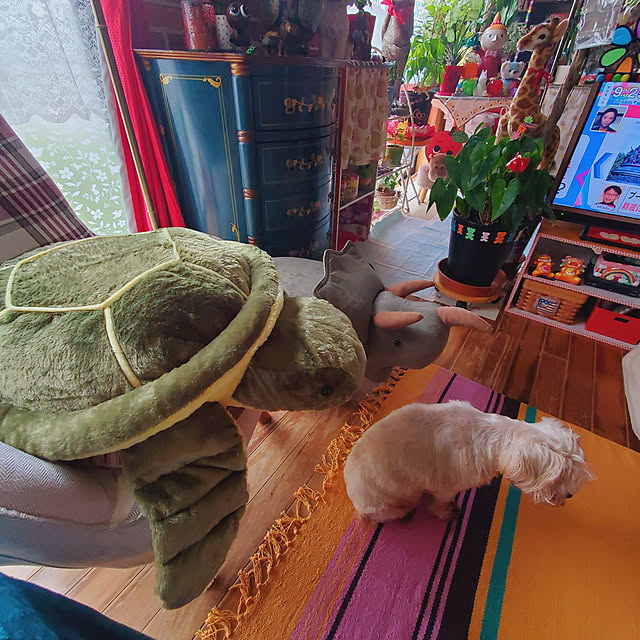 kumutanさんの実例写真