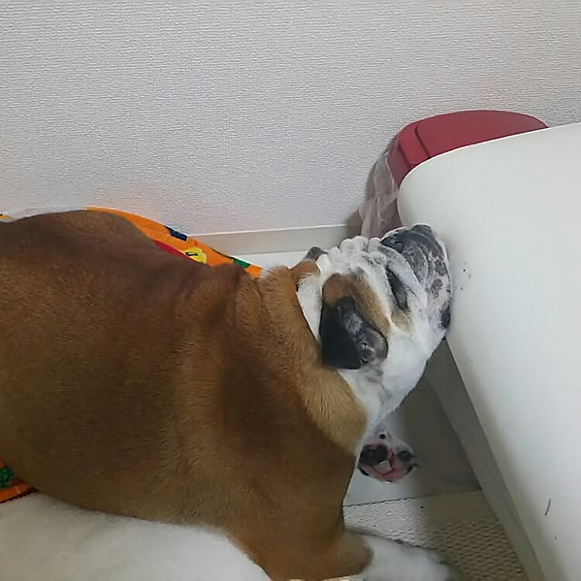 AandPさんの実例写真