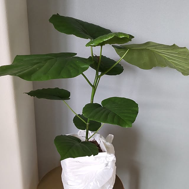 sakiさんの部屋