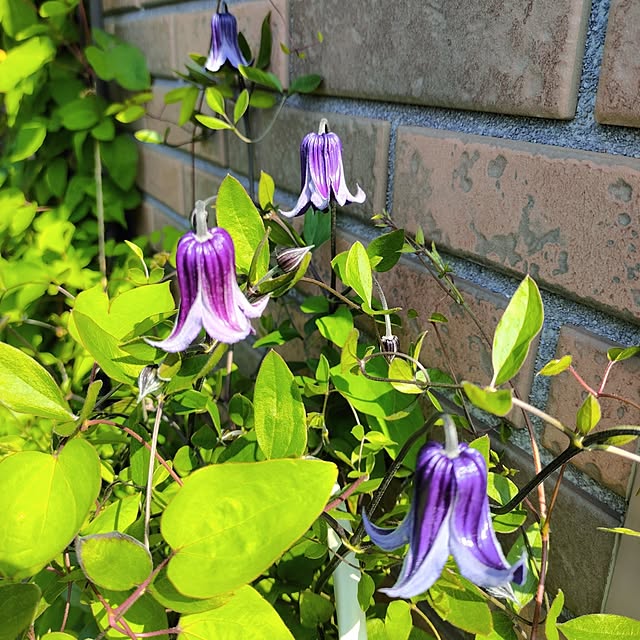 kiraさんの部屋