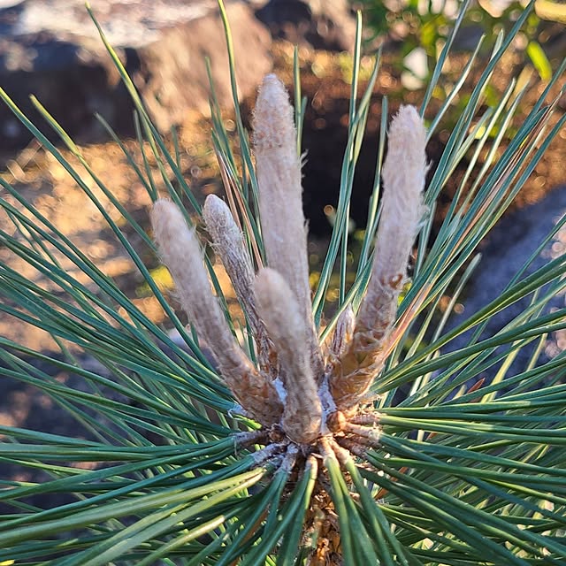 Rubiconさんの部屋