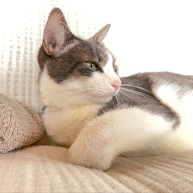 nekosamaさんの実例写真