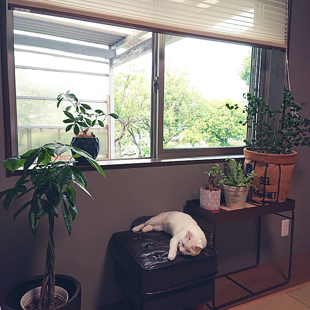 MIPORINNさんの実例写真