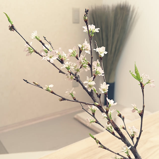 piroaiさんの実例写真