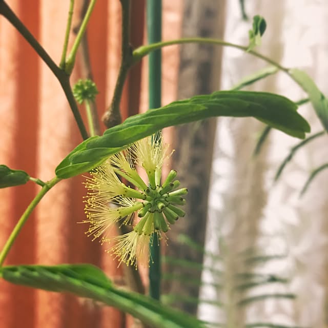 twatchhomeさんの実例写真