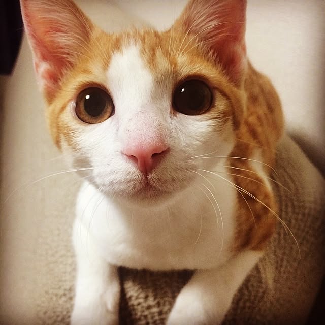 becchiさんの実例写真