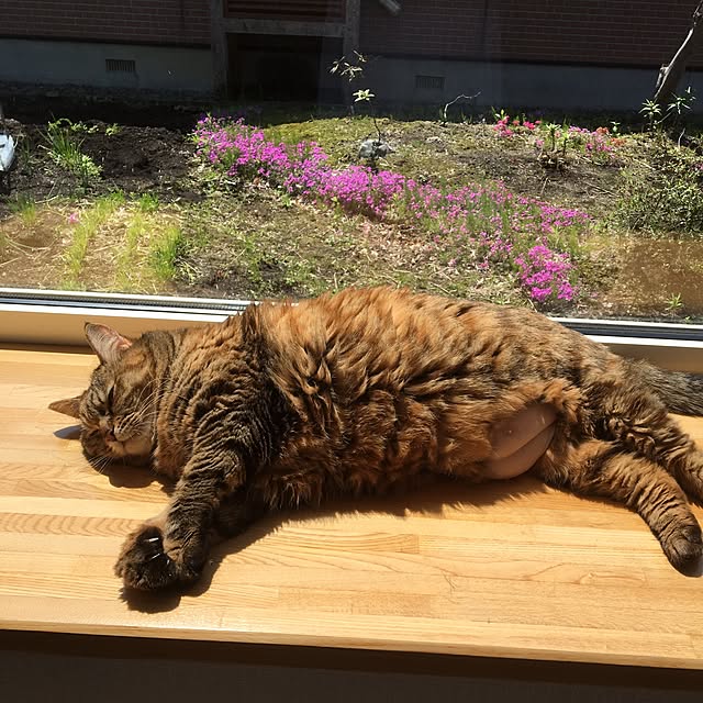 kuu511さんの実例写真