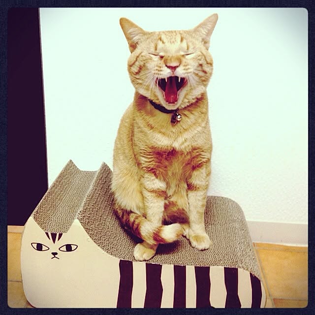 n-sanさんの実例写真