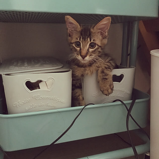 miruさんの実例写真