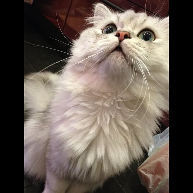 horurunさんの実例写真