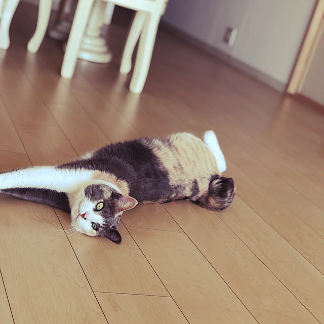 nene6さんの実例写真