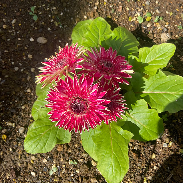 Haruさんの実例写真