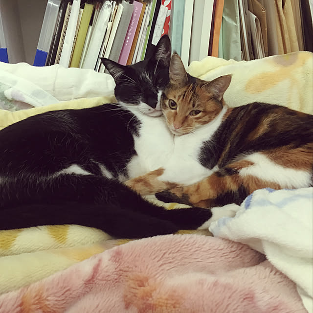 miyabiさんの実例写真