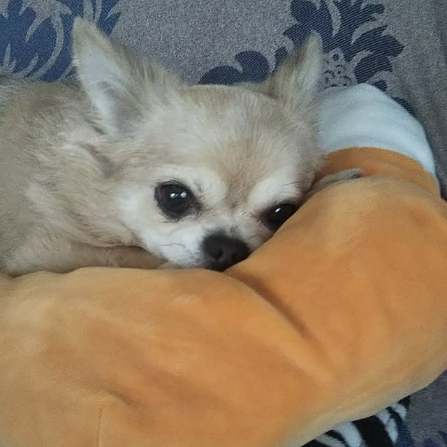 kiraさんの実例写真