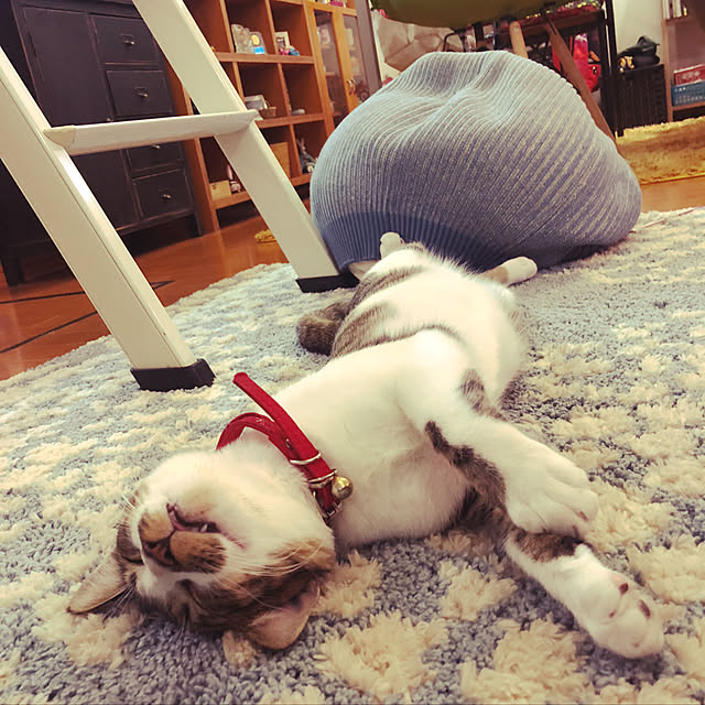 jijiさんの実例写真