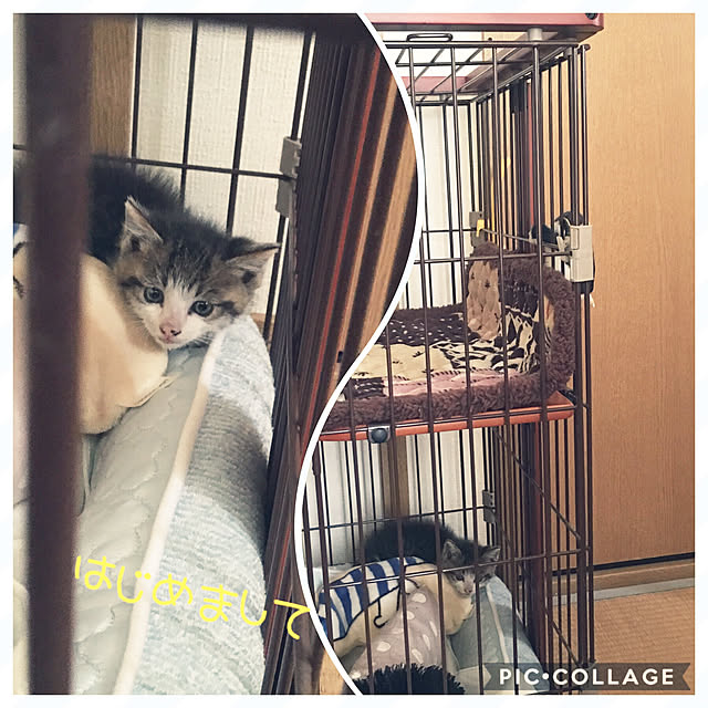 kimikimiさんの実例写真