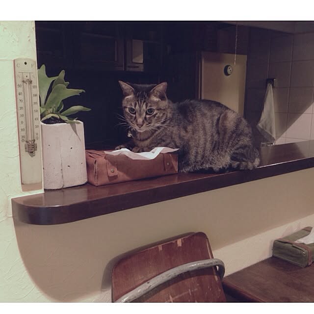 jnkaiさんの実例写真