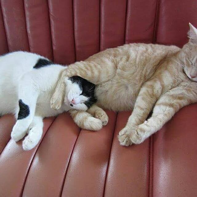 maamaさんの実例写真