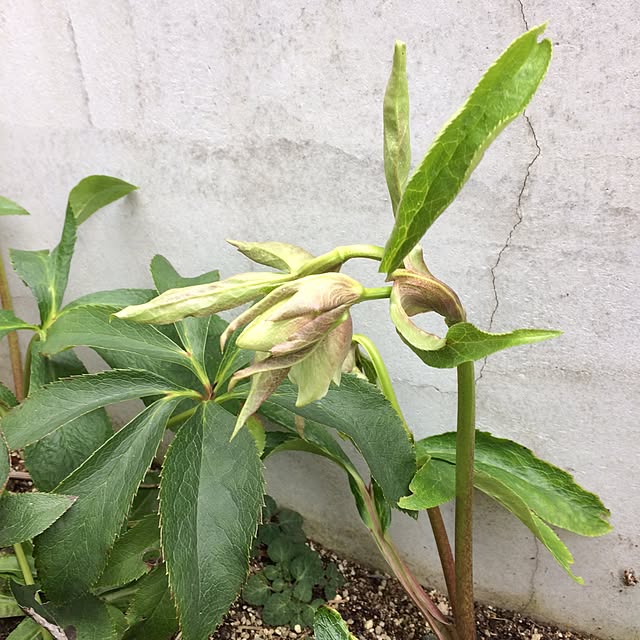 kakamiさんの実例写真