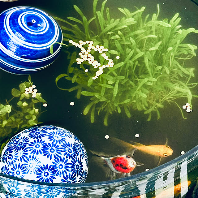 リビング/金魚鉢/風鈴のインテリア実例 - 2025-06-06 15:38:05