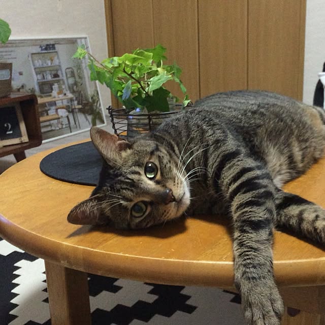実例写真