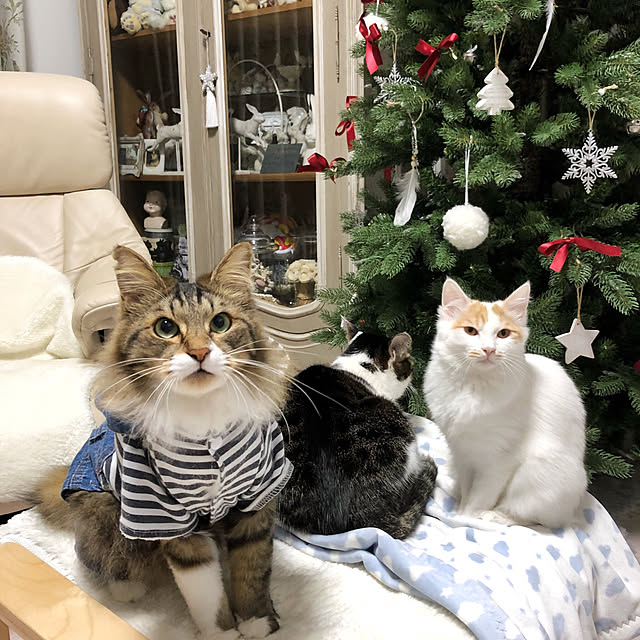 yuchiさんの実例写真