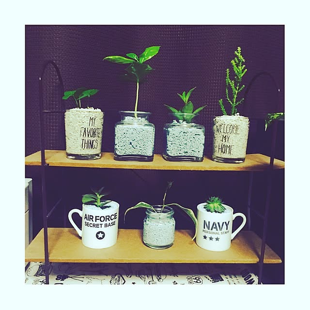 棚/3coios/植物/ダイソー/100均...などのインテリア実例 - 2016-05-30 22:02:00