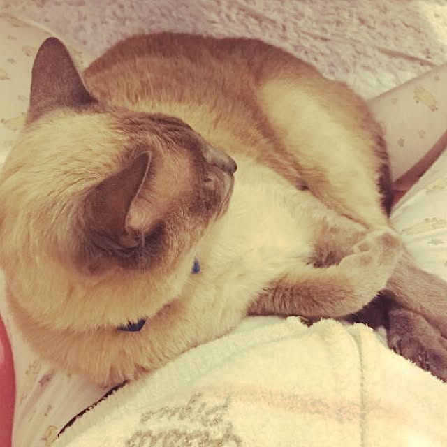 makikoさんの実例写真
