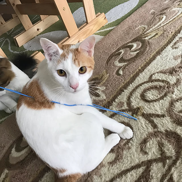 maruさんの実例写真