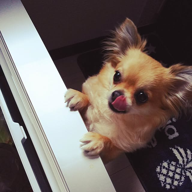 kojikojiさんの実例写真