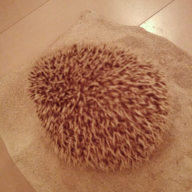 kuruさんの実例写真