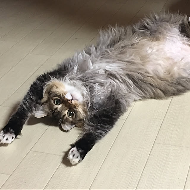 CATさんの実例写真