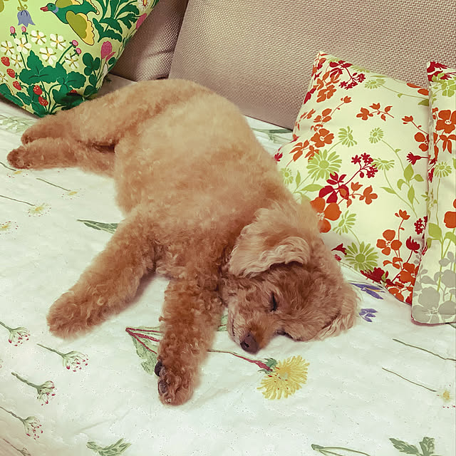 haruminさんの実例写真
