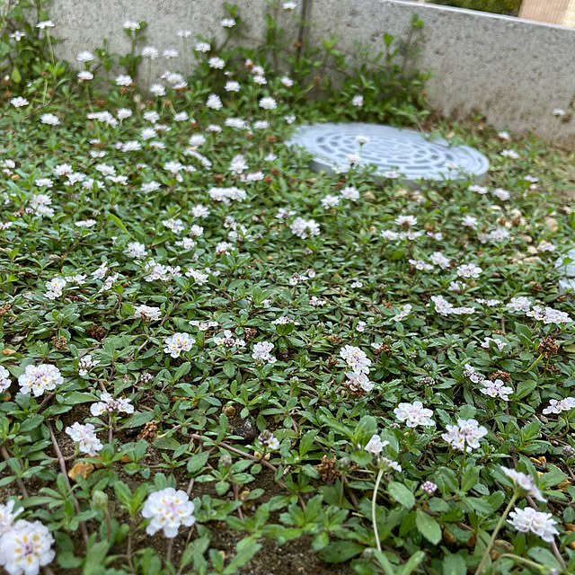 sioppiさんの実例写真