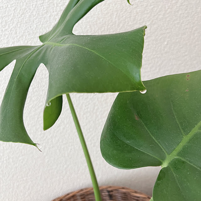 RAKI_Homeさんの実例写真