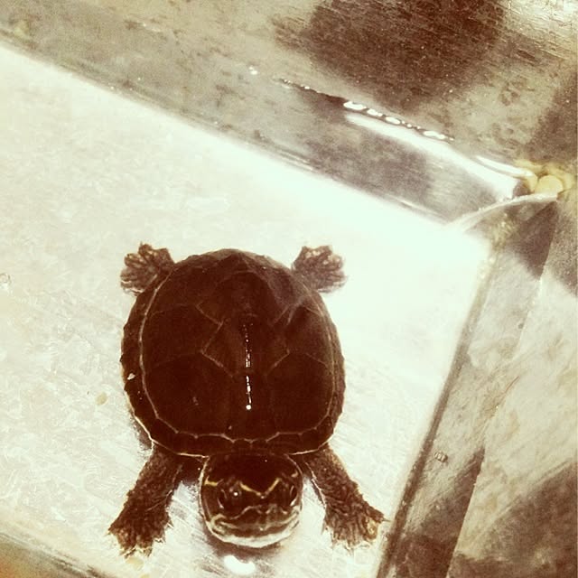 HALさんの実例写真