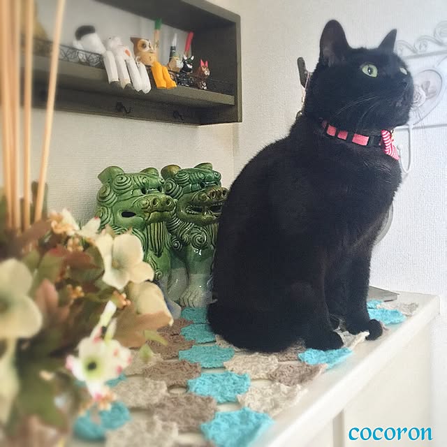 cocoronさんの実例写真