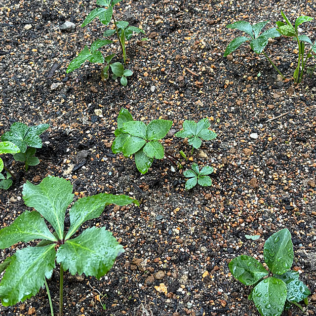 buchiさんの部屋