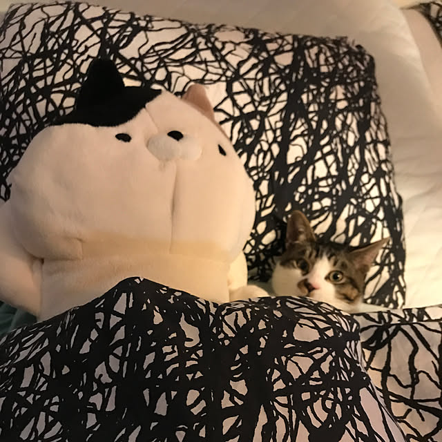 icbさんの実例写真