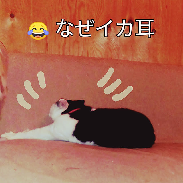 catloveさんの実例写真